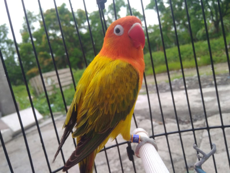 Opaline lovebird in a cage