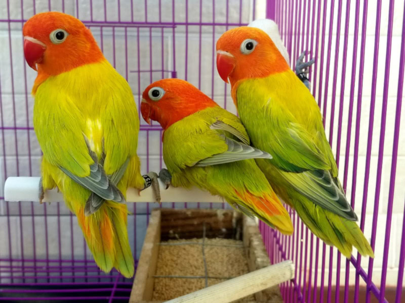 Opaline lovebirds in a cage