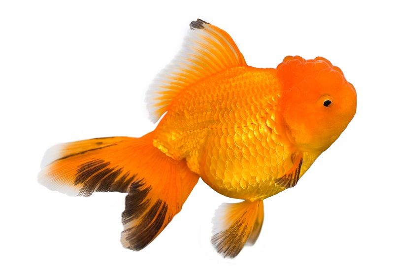 Oranda goldfish_Johannes Korenlius_shutterstock
