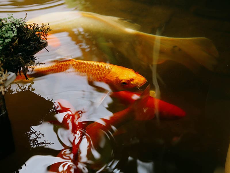 Orange and Red Koi Fish