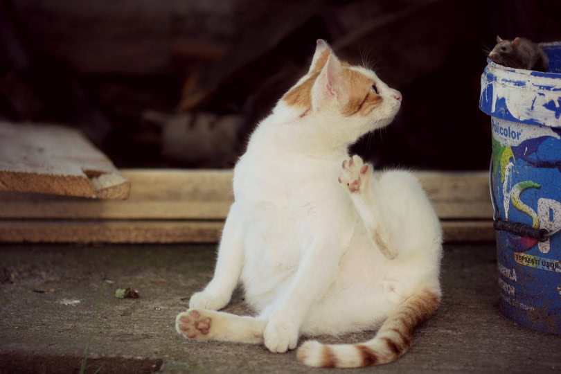 Orange and white cat staring at a mouse
