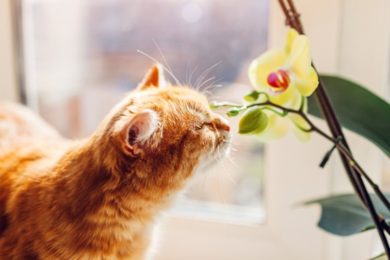 Orange cat sniffing an orchid flower