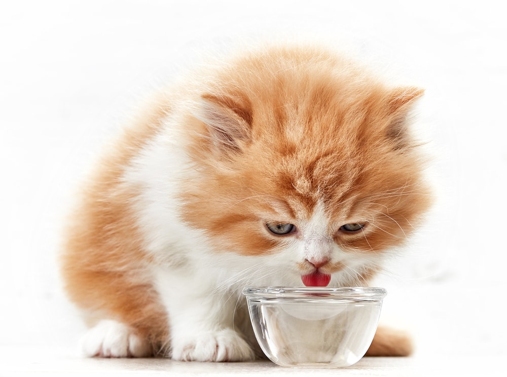 Orange little kitten drinking water from a clear bowl