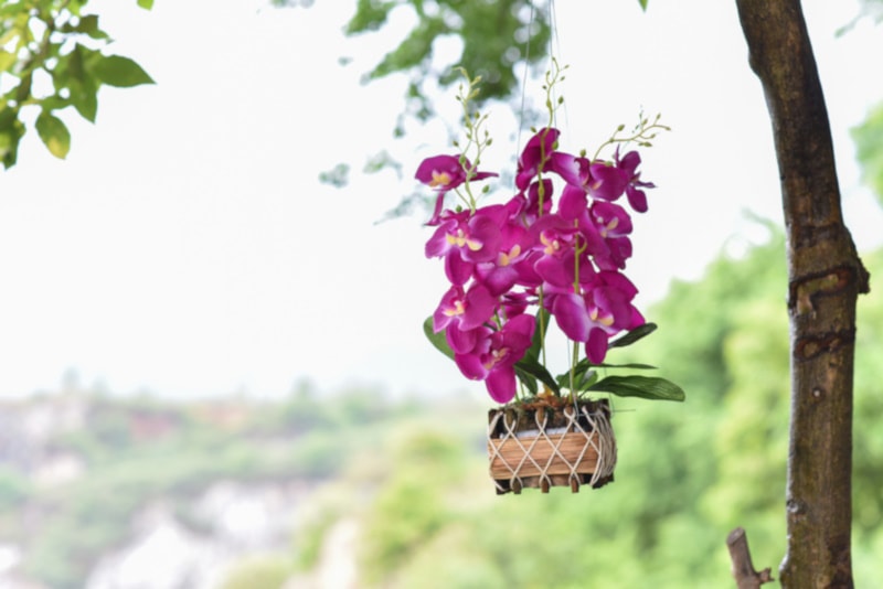 Orchid plant hanging from a window