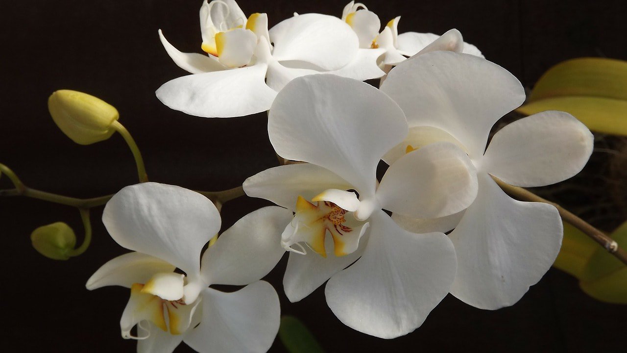 Orchids
