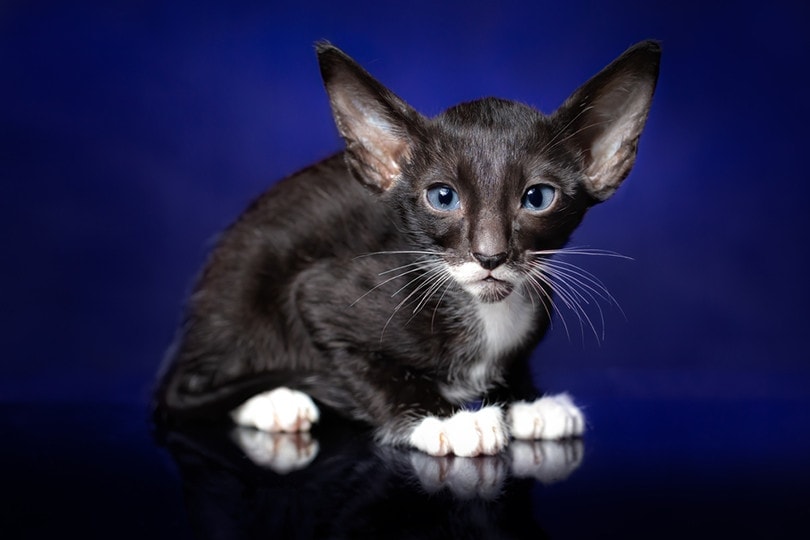Black White Oriental Bicolor kitten