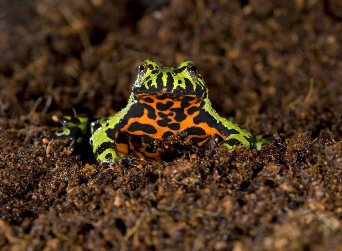 Oriental Fire Bellied Frog on the soul_ worldswildlifewonders_Shutterstock