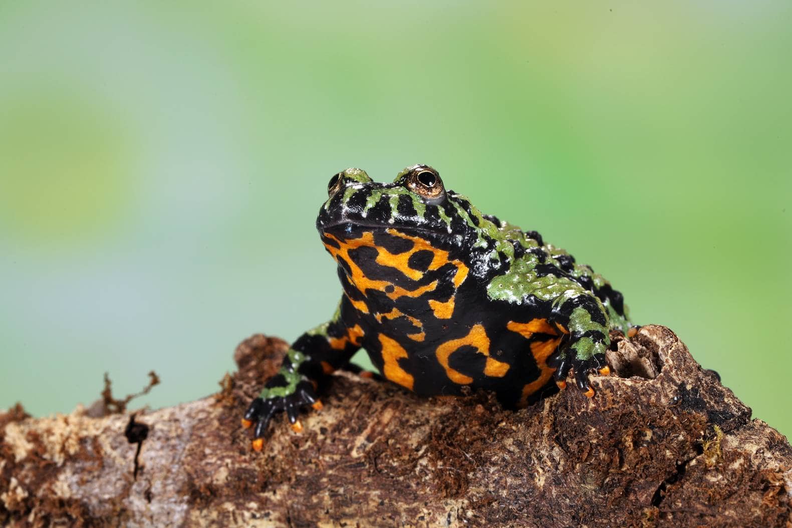 Oriental Fire Bellied Frog sitting on the rock_ Lauren Suryanata_Shutterstock