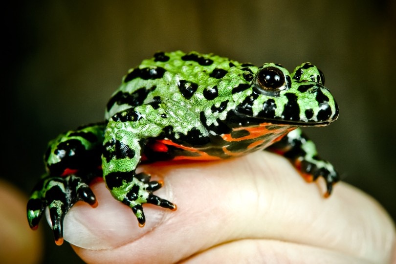 Oriental Fire Belly Toad