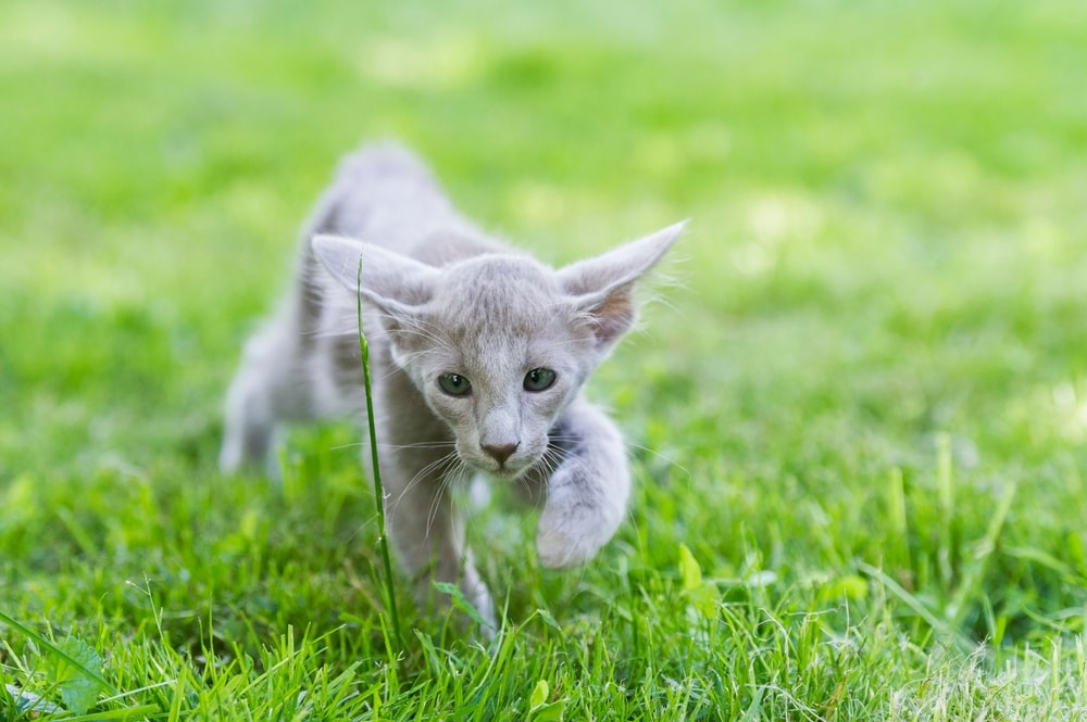 Oriental Longhair Kitten