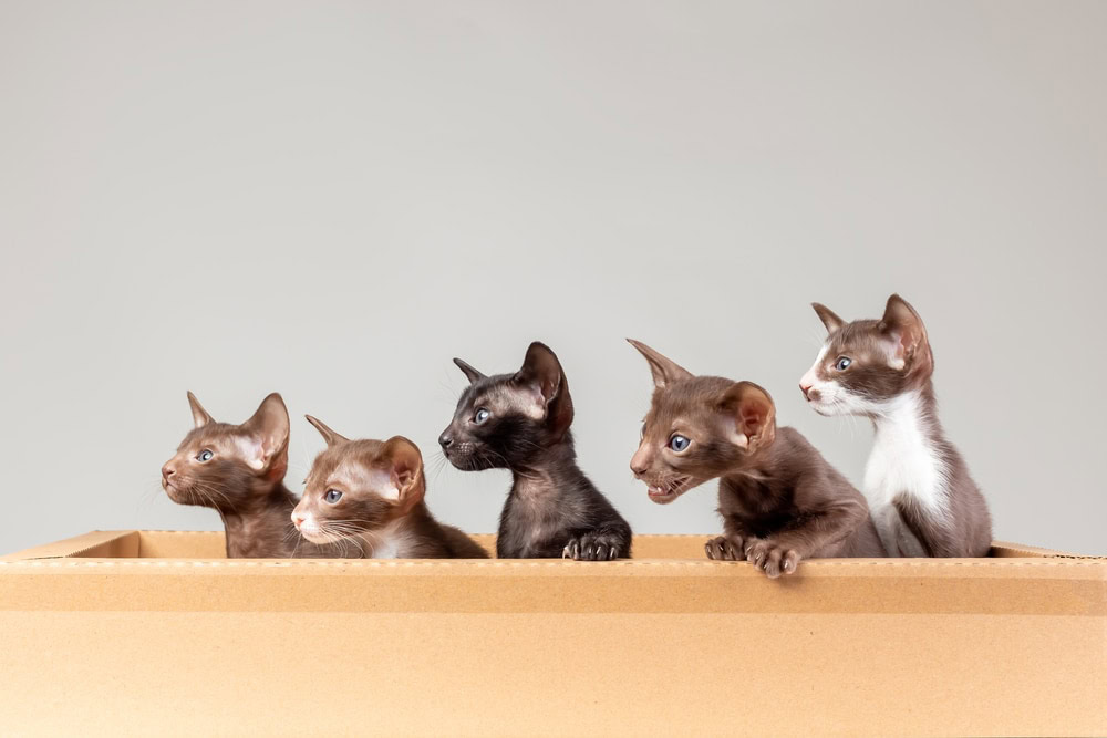 Oriental kittens in a box