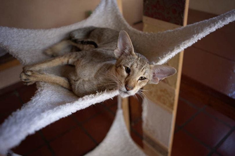Oriental shorthair cat in canopy bed