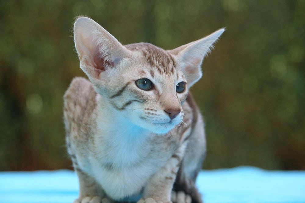 Oriental shorthair closeup