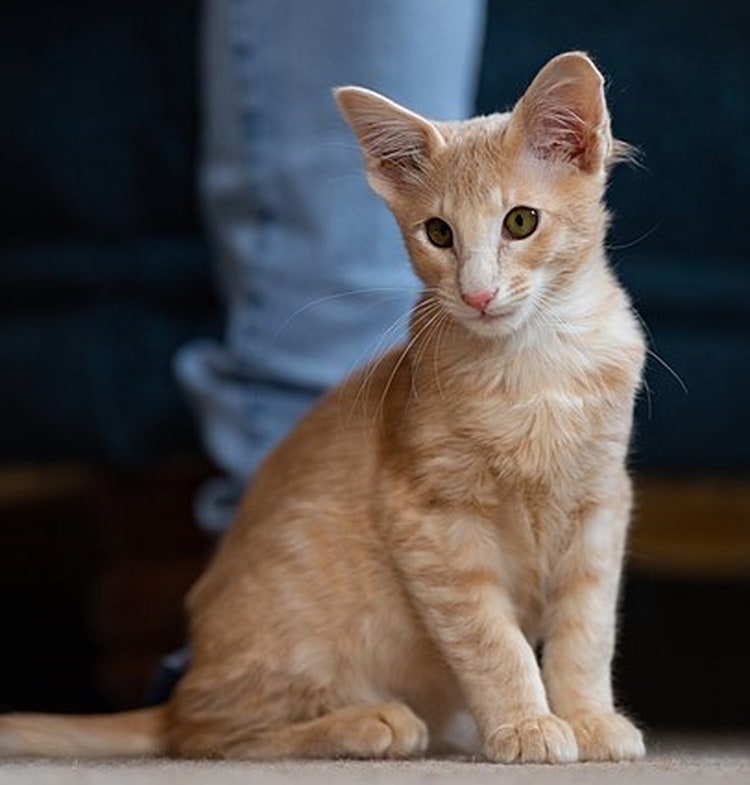 Oriental longhair Cat