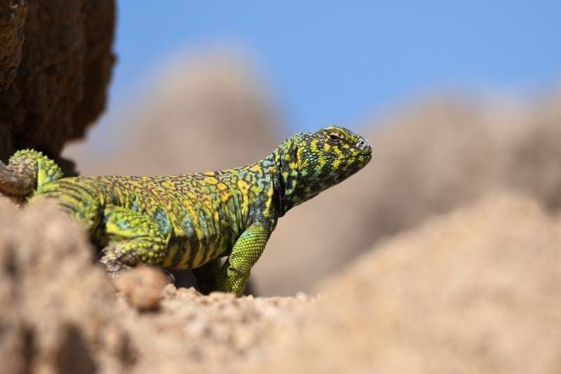 Ornate uromastyx in its natural habitat