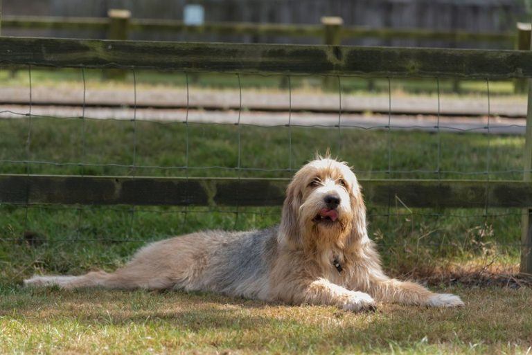 Otterhound_Lourdes Photography_Shutterstock