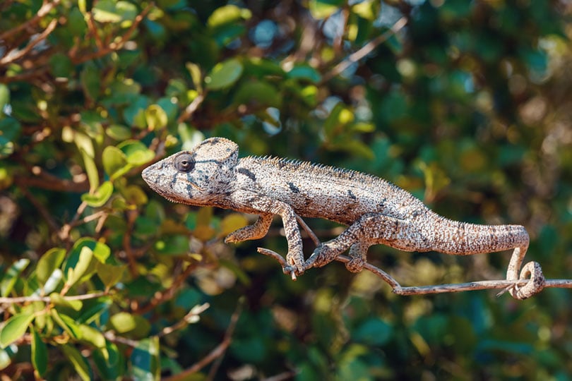 Oustalets's chameleon in the wild