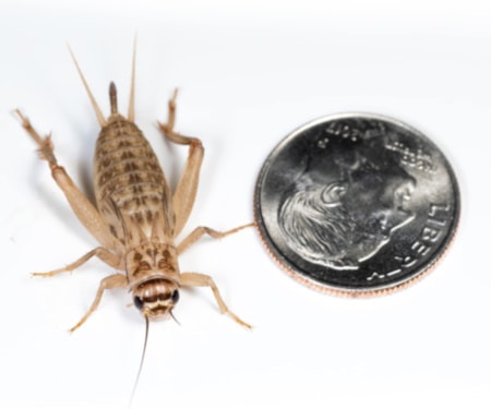 Ovipost Banded Adult Live Feed Crickets Reptile Food