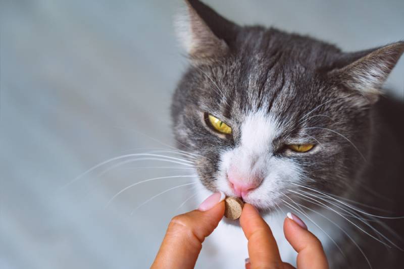Owner giving medicine in a pill to sick cat