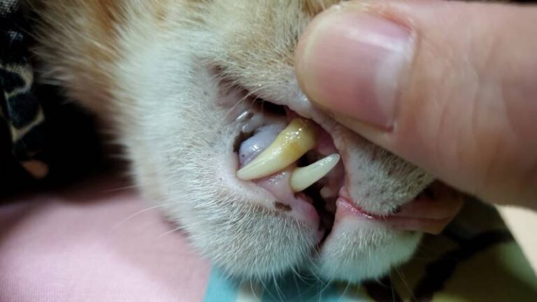 Tooth Resorption in Cats: Causes, Signs, & Care (Vet Answer) | The Vet Desk