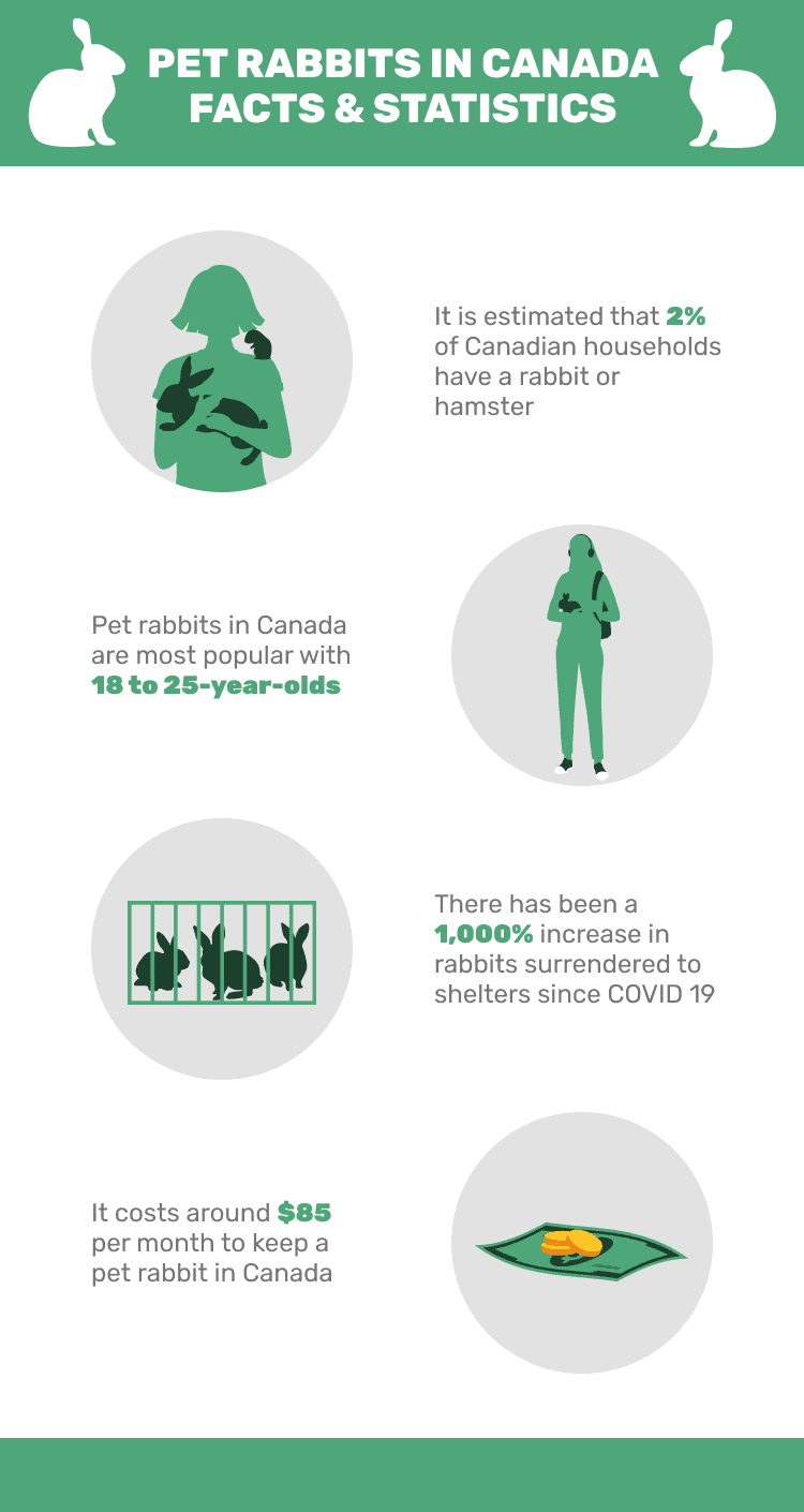 PET_RABBITS_IN_CANADA_FACTS_&_STATISTICS