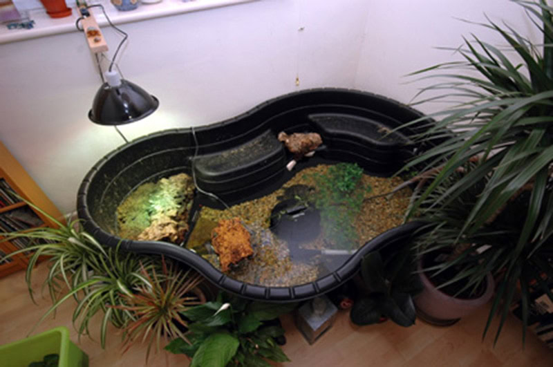 DIY Indoor Turtle Habitats