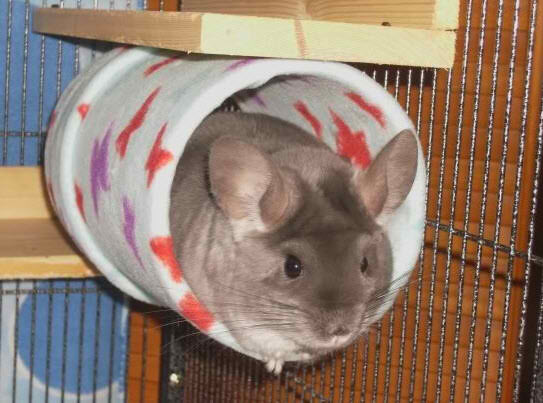 PK_PVC Pipe Tube Nest for Chinchilla