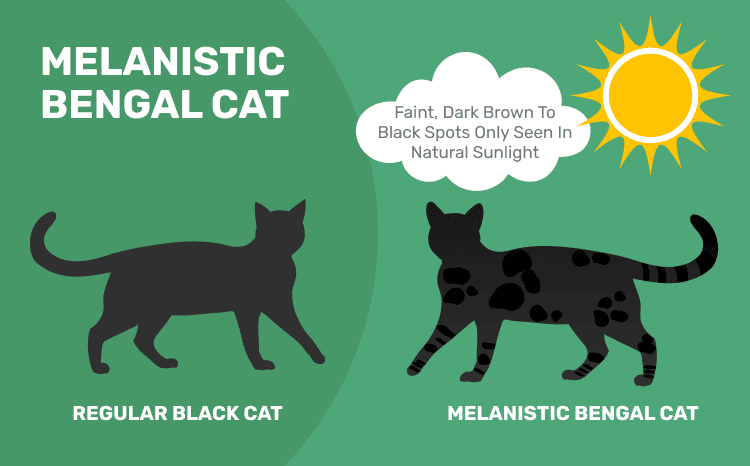 Ghost markings in the melanistic Bengal cat vs regular black cat