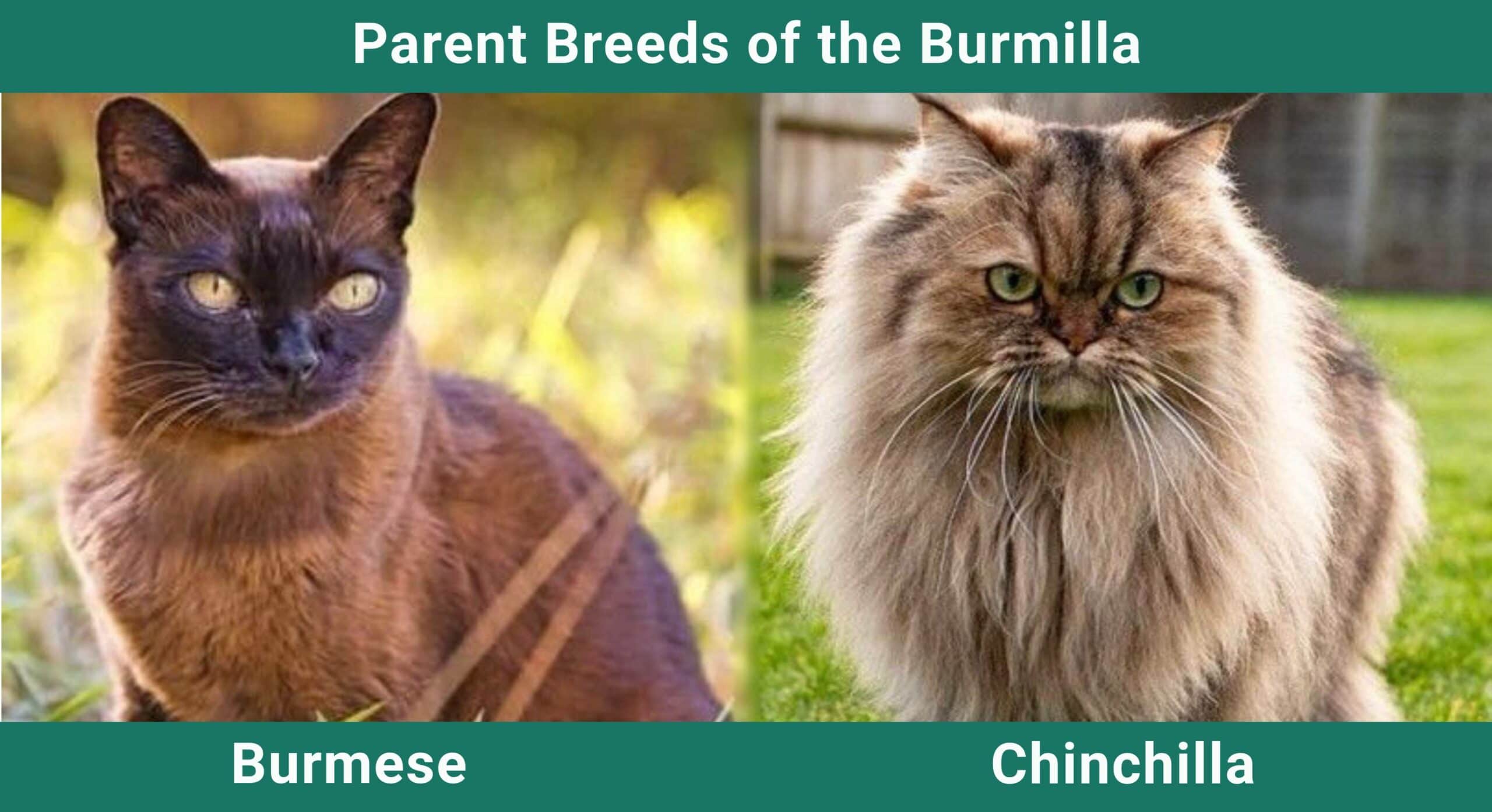 parent_breeds_Burmilla