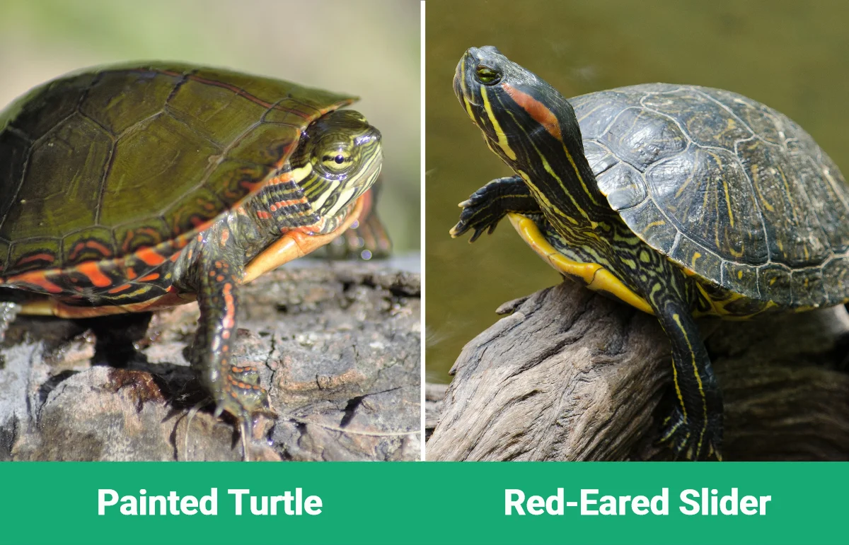 Painted Turtle vs Red-Eared Slider - Visual Differences