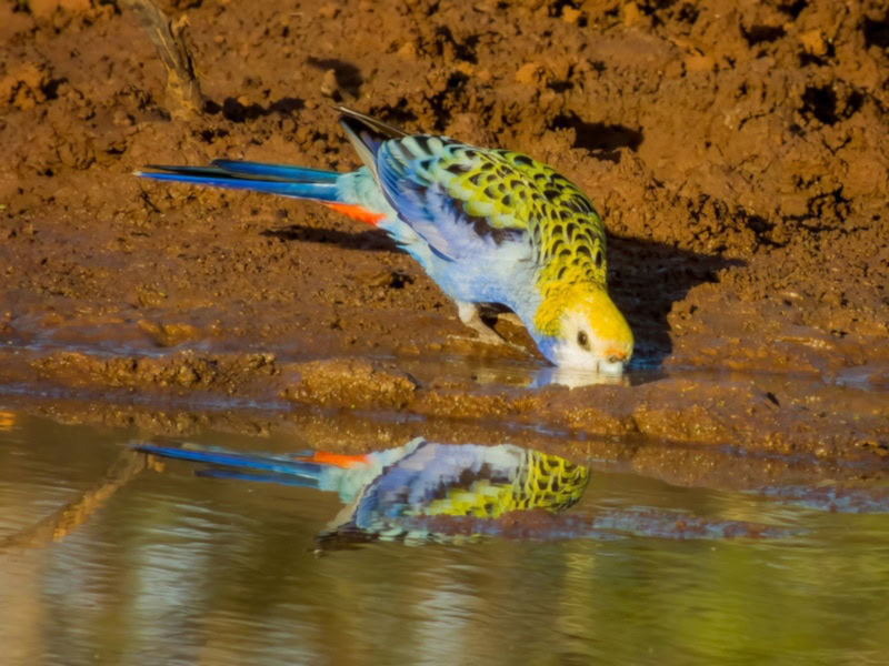 Pale-headed Rosella drinking from a river