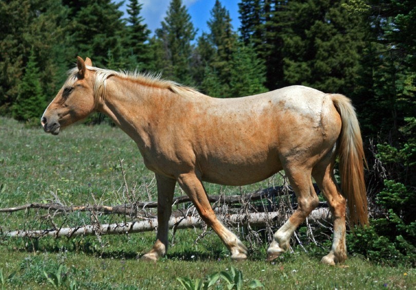 Palomino Roan Horse
