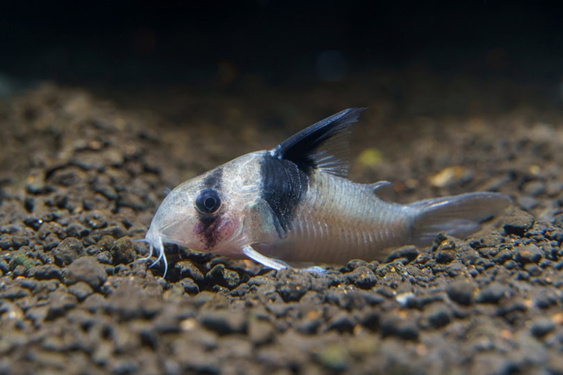 Panda Cory Catfish in a tank
