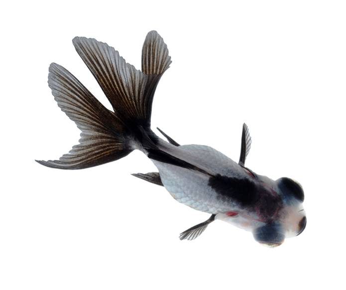 Panda Moor Goldfish
