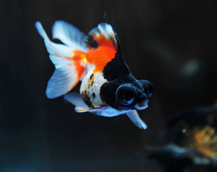 Panda Moor Goldfish