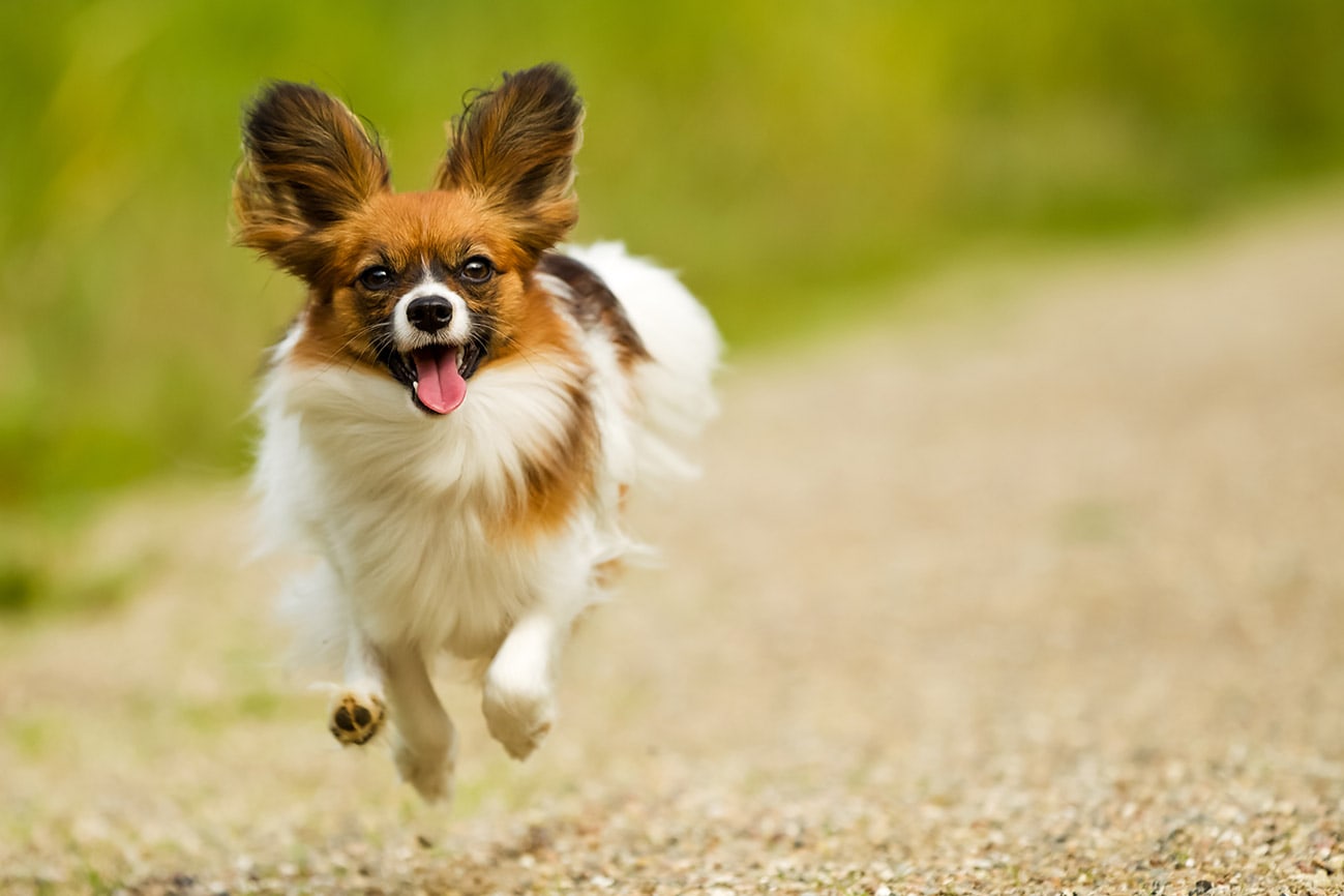 Papillon dog jumping
