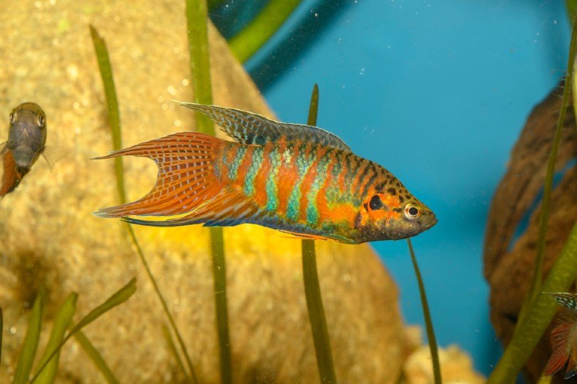 Paradise Gourami