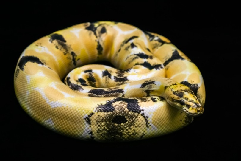 Paradox Ball Python
