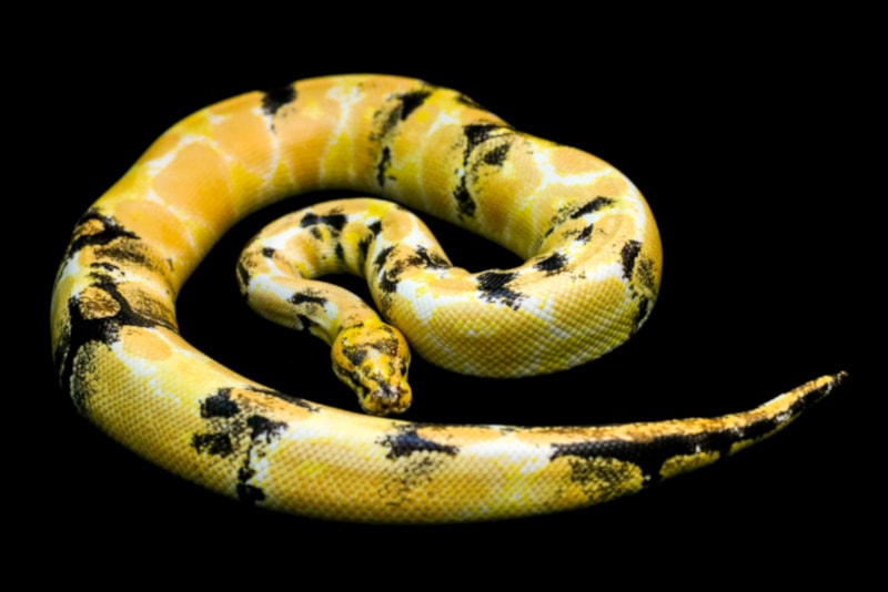 Paradox ball python on black background