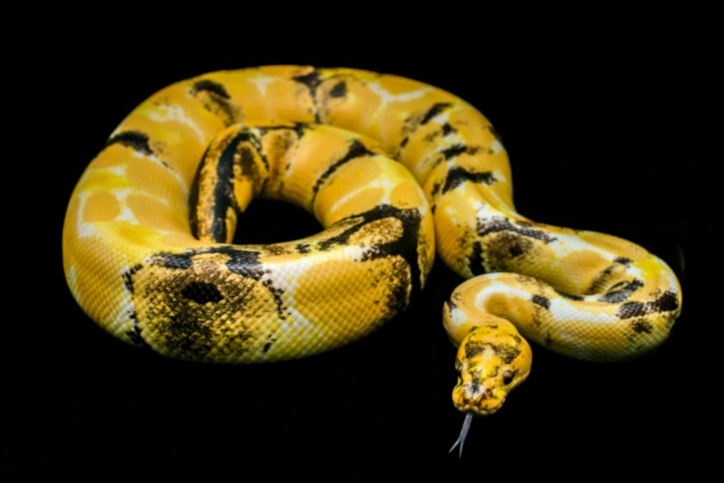Paradox ball python with tongue sticking out