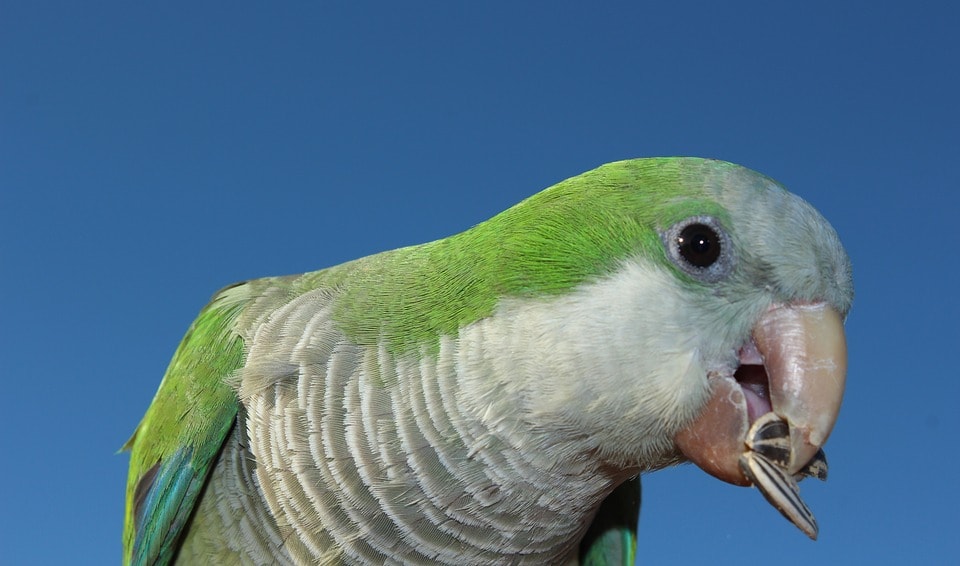 Parakeet Eating Sunflower Closeup