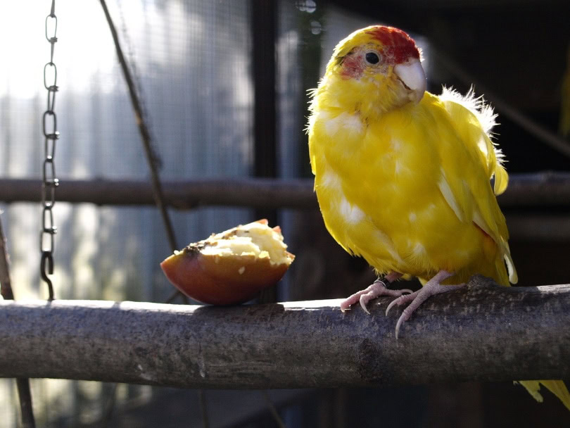 Parakeet eating a pear