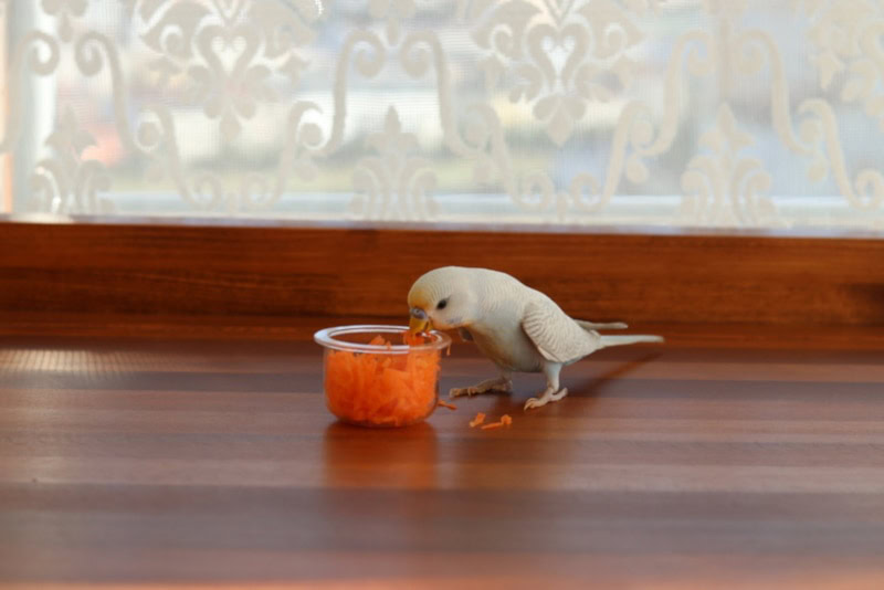 Parakeet eating minced carrot from cup
