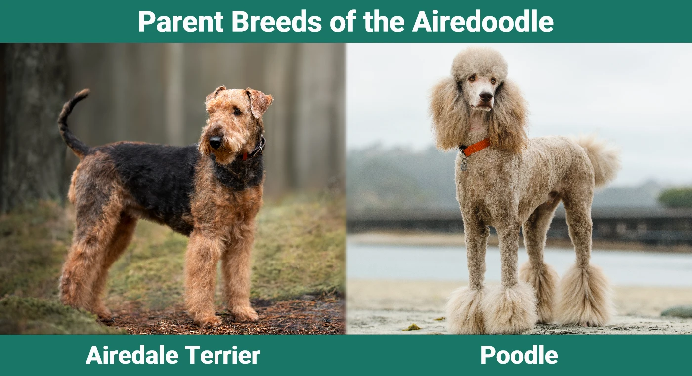 Parent breeds of the Airedoodle (Airedale Terrier Poodle Mix)