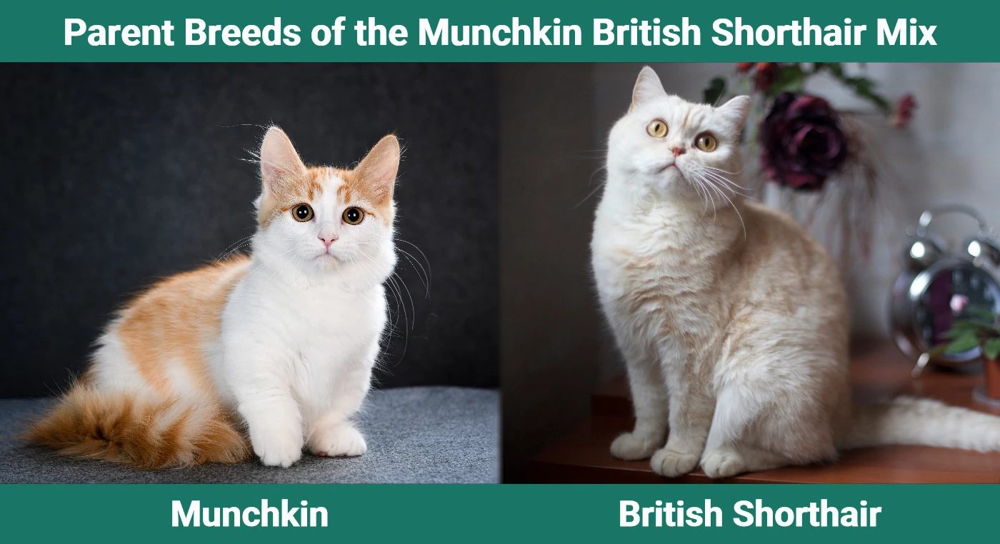 Parent breeds of the Munchkin British Shorthair Cat Mix