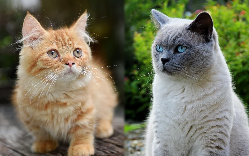 Parent breeds of the Munchkin British Shorthair Mix