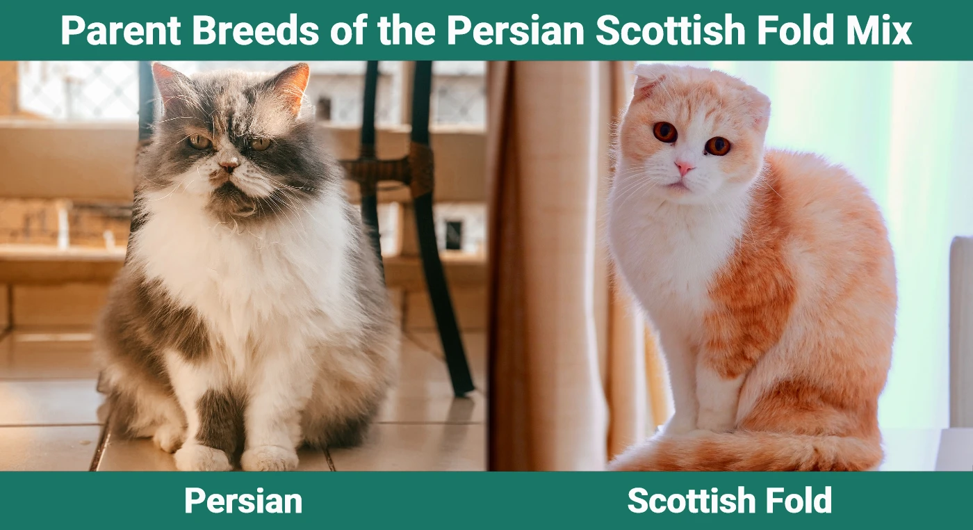 Parent breeds of the Persian Scottish Fold Mix
