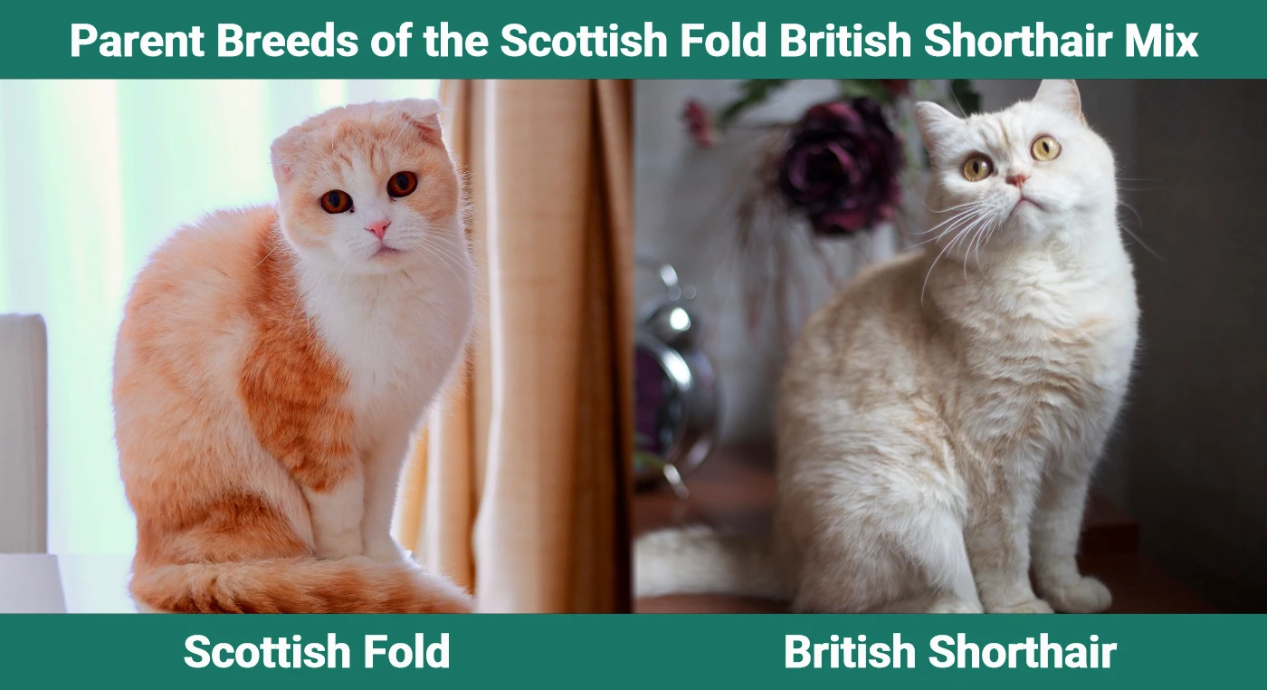 Parent breeds of the Scottish Fold British Shorthair Mix