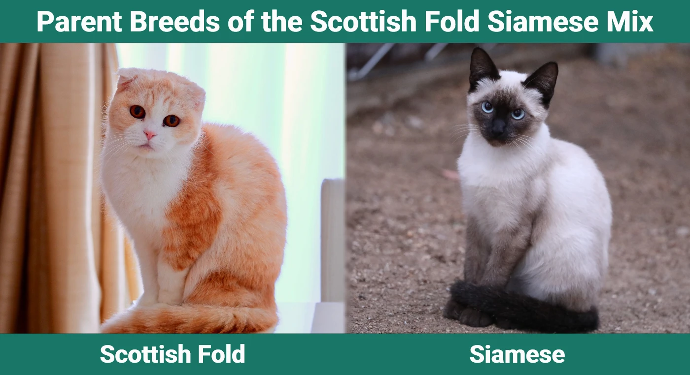 Parent breeds of the Scottish Fold Siamese Mix