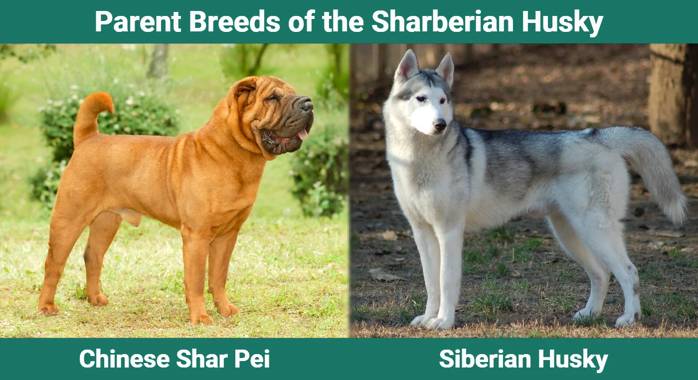 Parent breeds of the Sharberian Husky (Shar Pei Husky Mix)